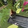 Dicksonia Antarctica (HARDY FERN) Image 5