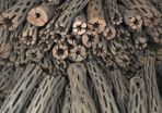 Pieces Cholla Cactus Wood 6