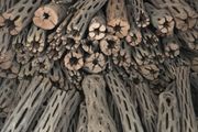Pieces Cholla Cactus Wood 6"/Chinchilla Chews, shrimps, fishtank