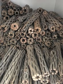 Pieces Cholla Cactus Wood 6"/Chinchilla Chews, shrimps, fishtank