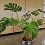 monstera house plant Image 2