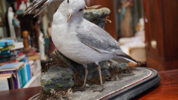 Pair of Vintage Taxidermy Gulls