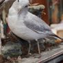 Pair of Vintage Taxidermy Gulls Image 5
