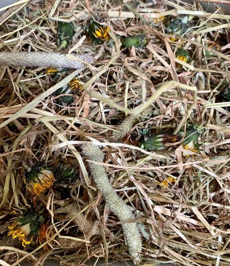 Premium Timothy Hay with Meadow Flowers (2.5kg)