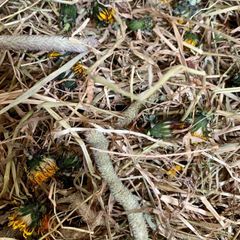 Premium Timothy Hay with Meadow Flowers (2.5kg)