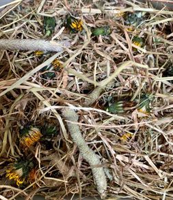 Premium Timothy Hay with Meadow Flowers (2.5kg)