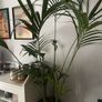 House Plant Image 3