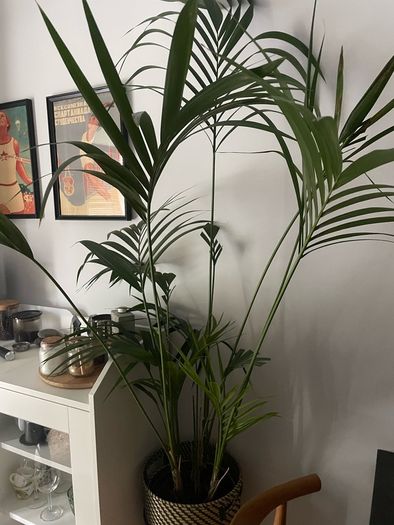 House Plant