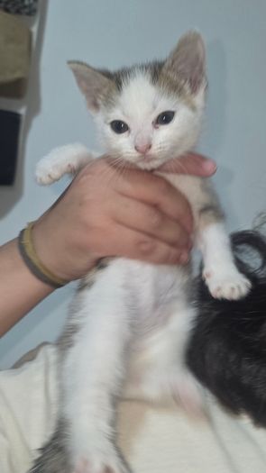 kitten