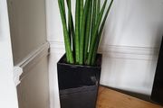 Sansevieria Cylindrica planter