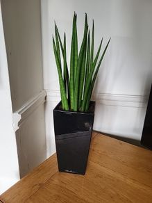 Sansevieria Cylindrica planter