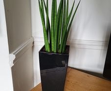 Sansevieria Cylindrica planter