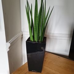 Sansevieria Cylindrica planter