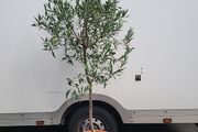 Olive Tree
