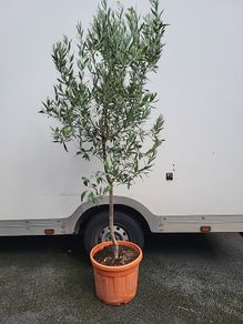 Olive Tree