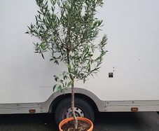 Olive Tree