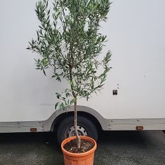 Olive Tree