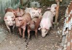 Duroc Large White Cross Pigs