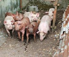 Duroc Large White Cross Pigs