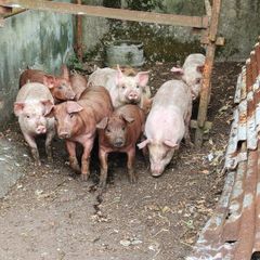 Duroc Large White Cross Pigs