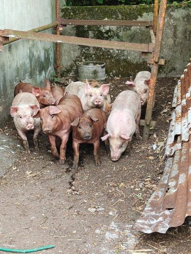Duroc Large White Cross Pigs