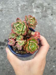 plant