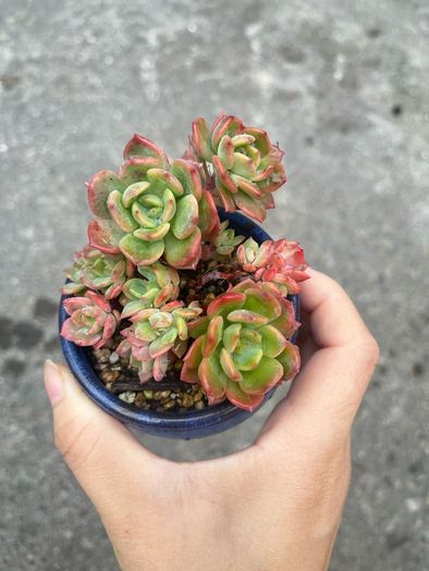 plant