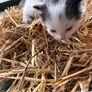 kittens for adoption Image 4