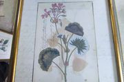 Vintage Custom Framed Botanical Illustration Print Of GERANIUM AFRICAN OR LADIES MANTLE LEAF.