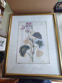Vintage Custom Framed Botanical Illustration Print Of GERANIUM AFRICAN OR LADIES MANTLE LEAF.