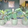 The Madagascar Jewel Seeds and Plants Image 5