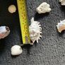 Shells Image 7