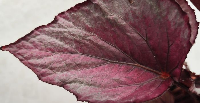 Begonia