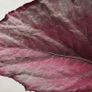 Begonia Image 2