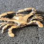 3 brass crabs,. Solid brass. Image 4