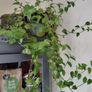 house plants Image 3