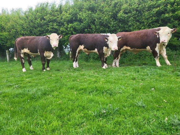 Hereford bulls