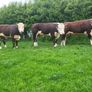 Hereford bulls Image 3