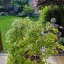 Large pieris japonica plant in a pot Image 3