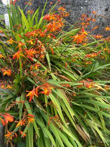 Tall slender orange flower stalks crocosmia montbretia bulbs
