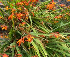 Tall slender orange flower stalks crocosmia montbretia bulbs