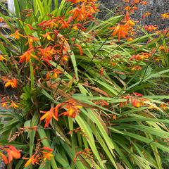 Tall slender orange flower stalks crocosmia montbretia bulbs