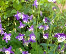 Granny's Bonnet Plants