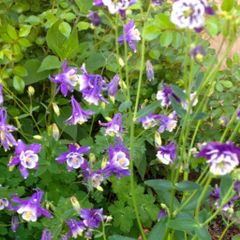 Granny's Bonnet Plants