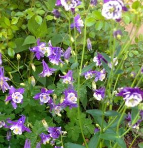 Granny's Bonnet Plants