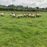 Ewe Hoggets Image 6