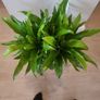 Asplenium Nidus planter Image 3