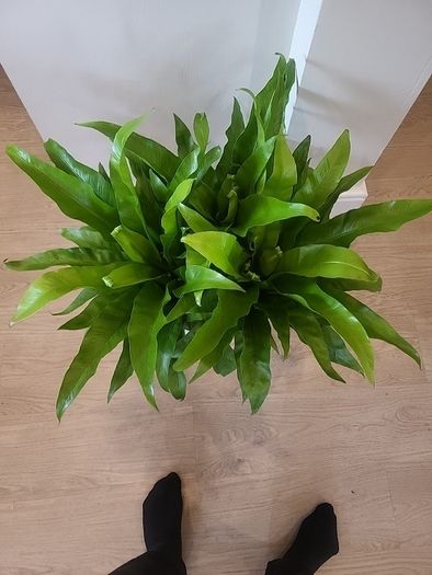 Asplenium Nidus planter