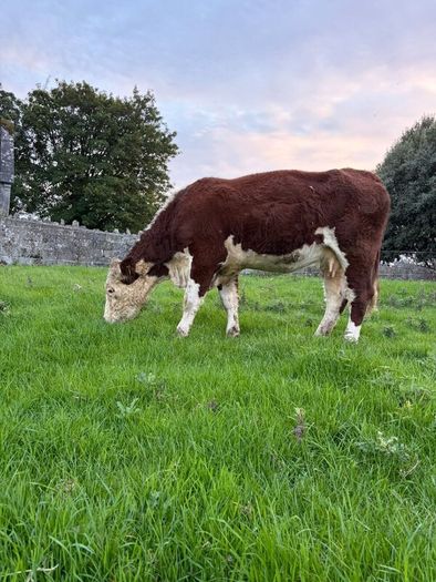 2 pedigree hereford cows with bull calves at foot