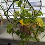 Indoor plant bundle Image 3